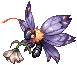 Senior Papila